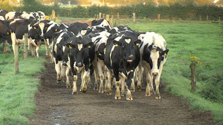 How can farmers prevent lameness within a herd?
