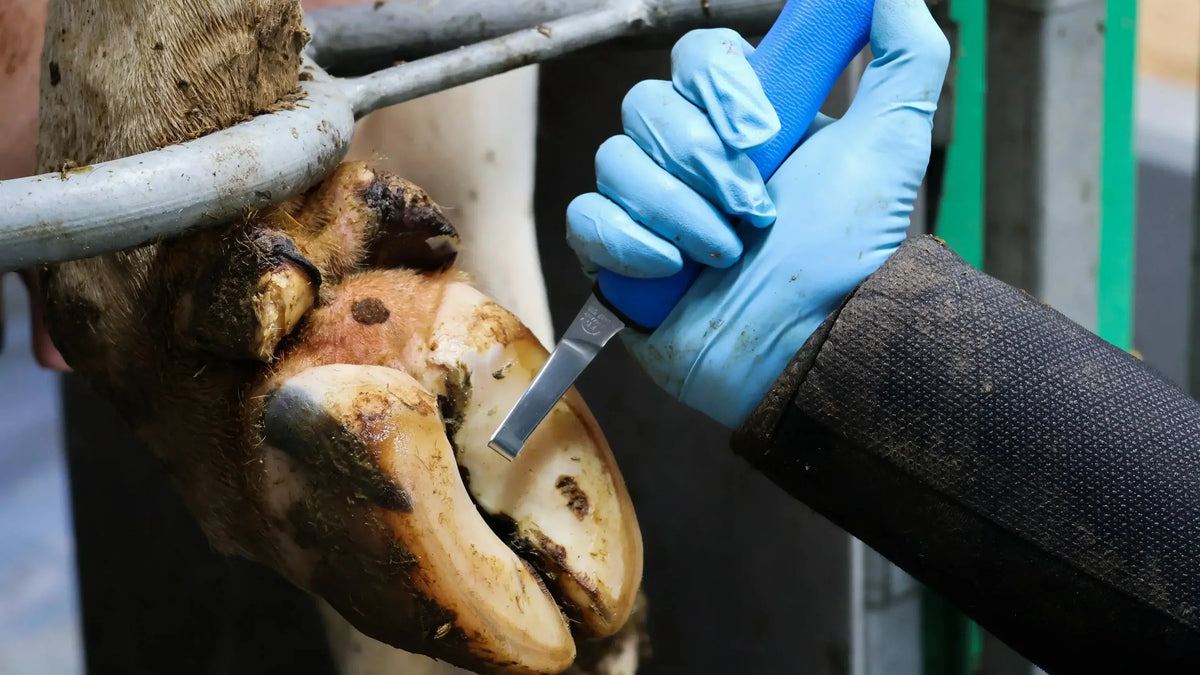How can farmers prevent lameness within a herd?