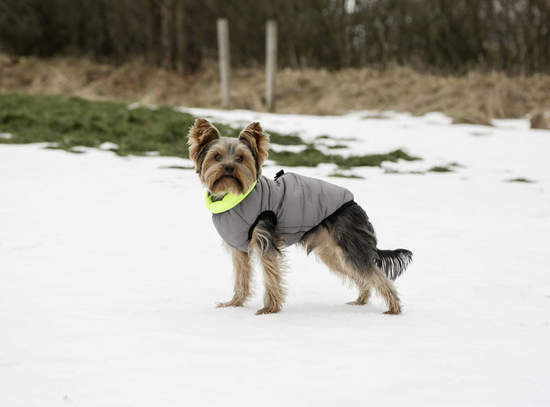 Charmonix Quilted Dog Jacket