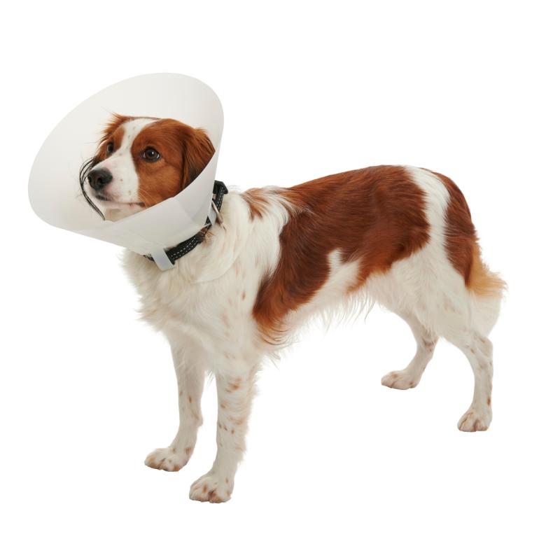 Classic Buster Collar