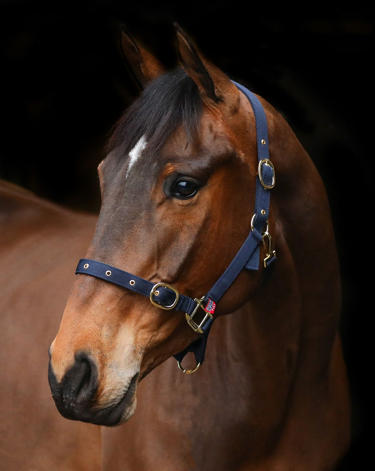 Equi-Senital Nylon Clip Headcollar