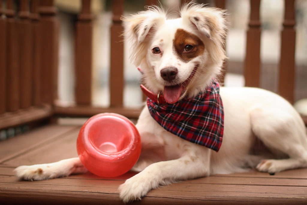 Outward Hound Orbee-Tuff Snoop Red S