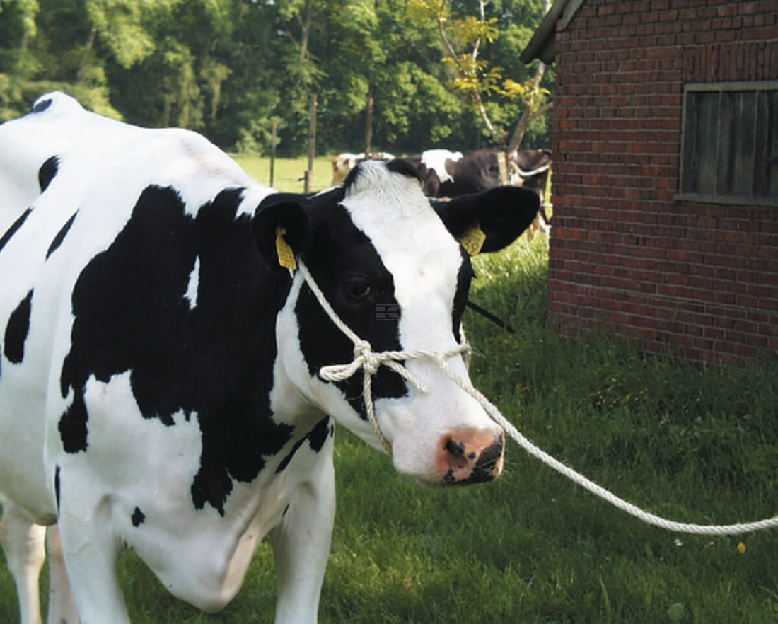 Halter with rope