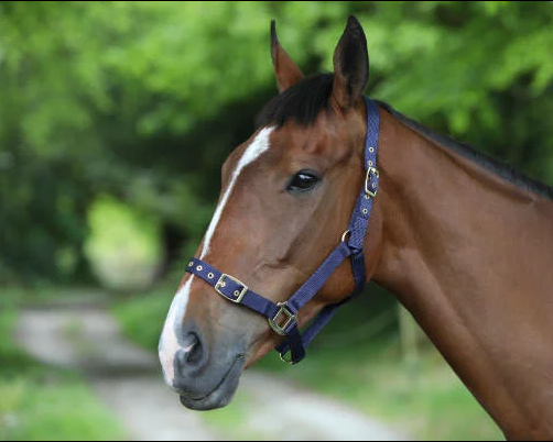 HORSE NYLON HEADCOLLAR - BLACK