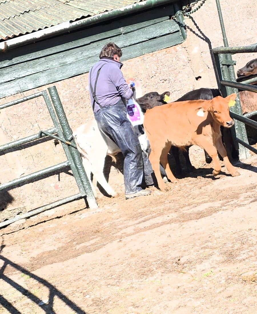 Jason demonstrating calf health products
