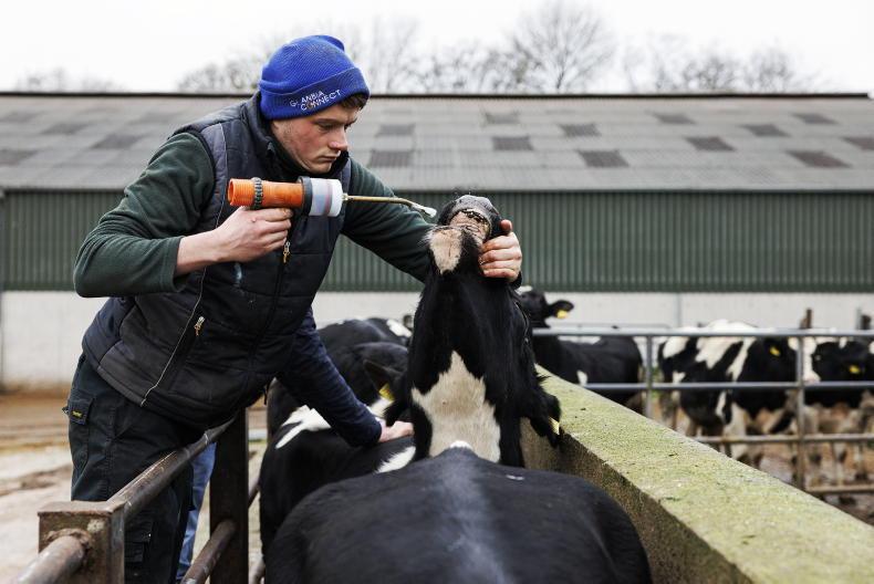 Autumn Dosing Guide: Fluke, Worms & Minerals for Your Herd