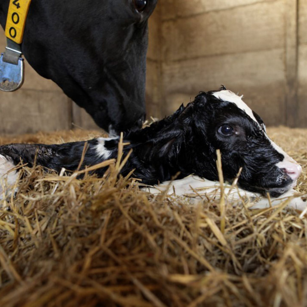 Essential Jobs for Calving Season