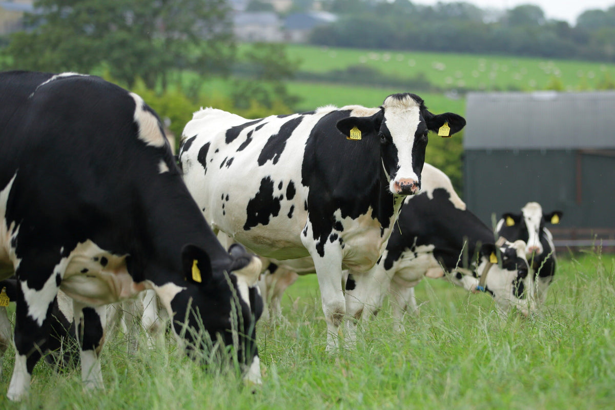 Getting Ready for Dairy Season