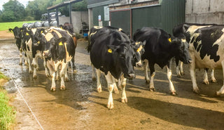 How to prevent Mastitis in cattle