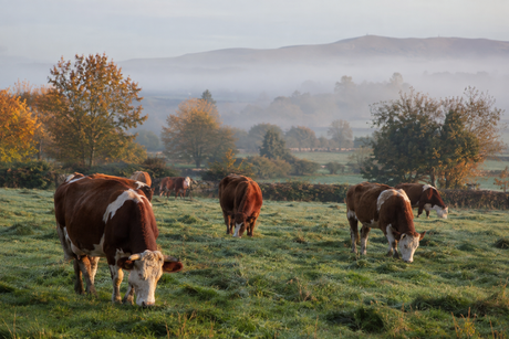Fluke & Worm Control This Autumn