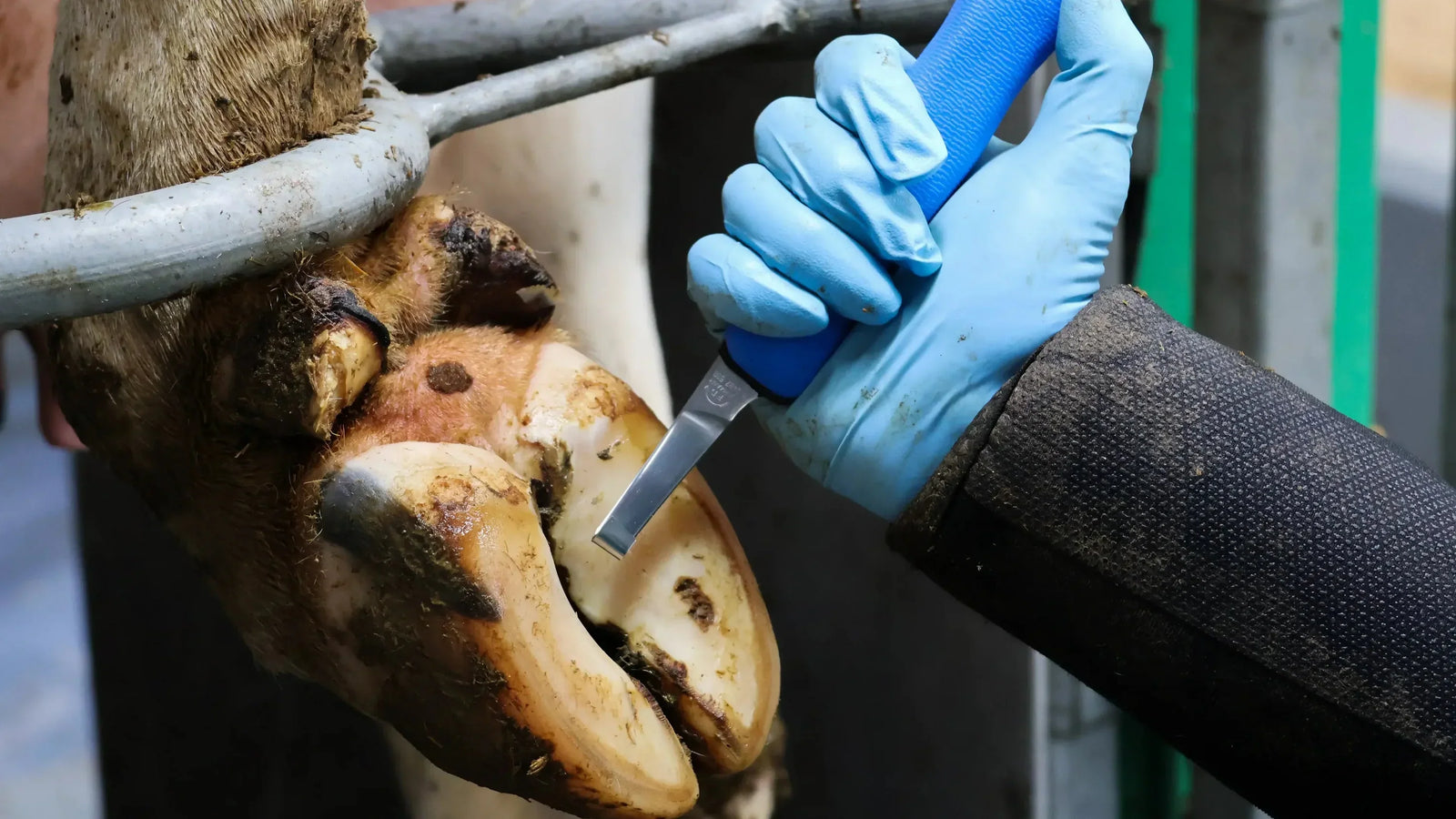 How can farmers prevent lameness within a herd?