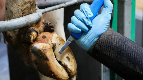 How can farmers prevent lameness within a herd?