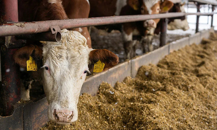 Preparing for Winter Housing: A Farmer's Checklist