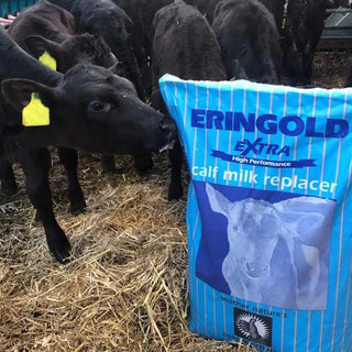 Milk Replacer and Calf Feed