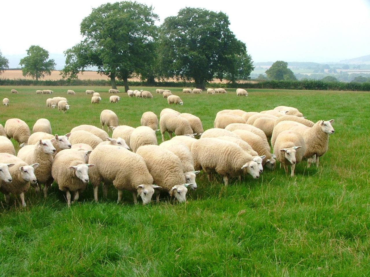 Sheep and Lamb (old)