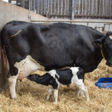 Calving & Calf Care