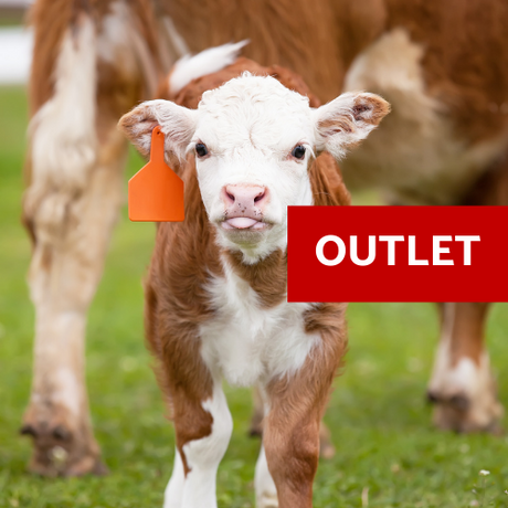 Calving Outlet