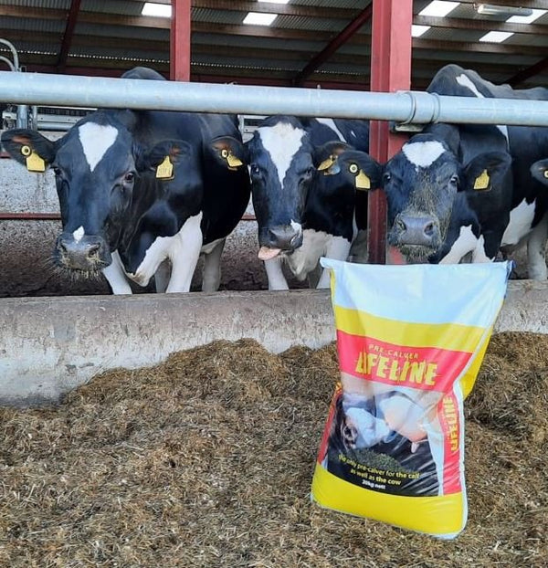 Pre-calving minerals