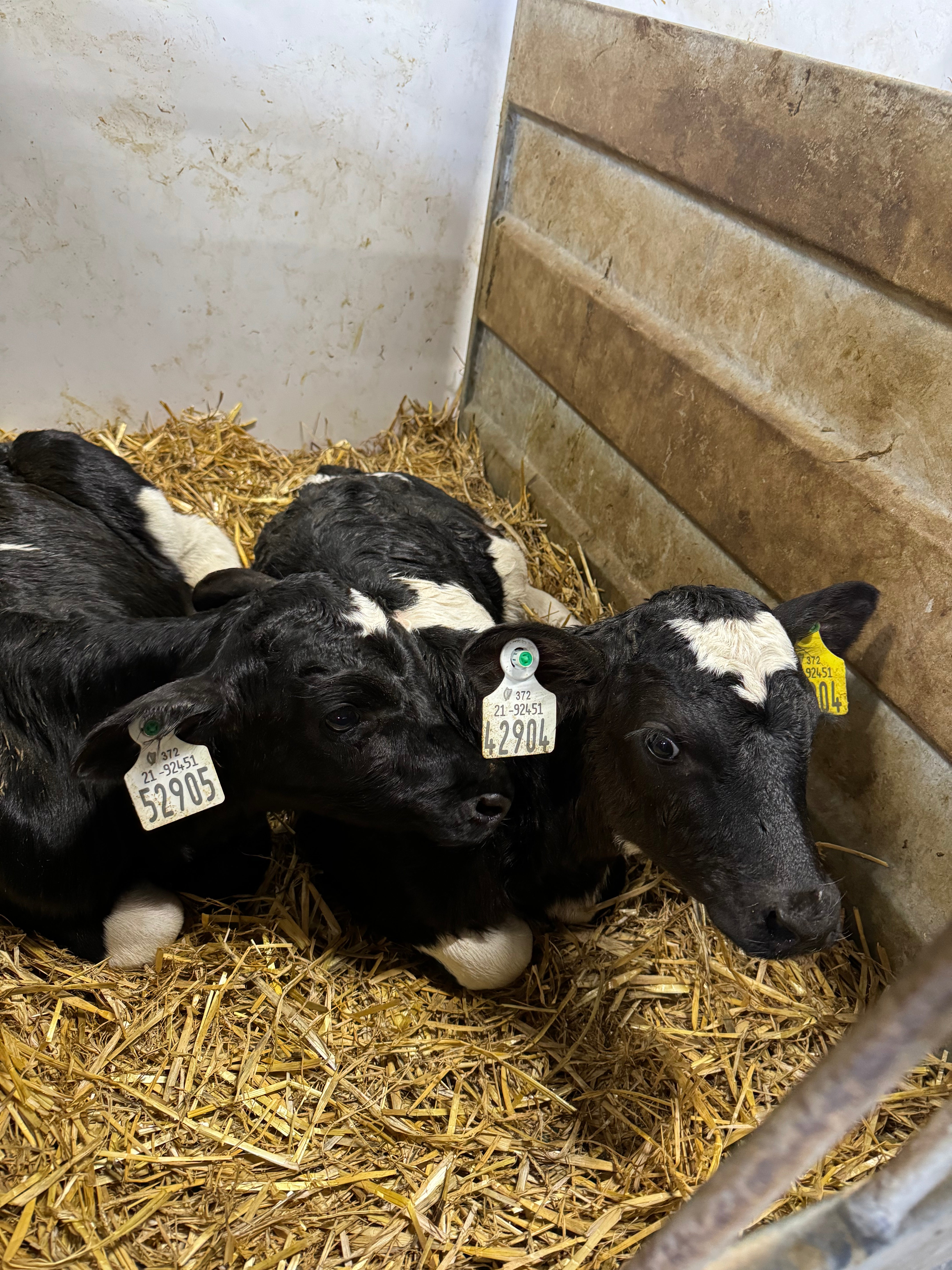 Calving and Lambing