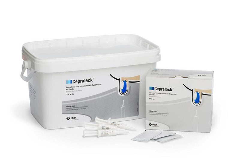 Cepralock - 144 Pack