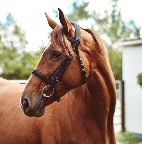 Equi-Sential Nylon Bridle