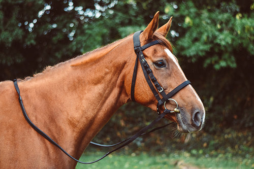 Equi-Sential Nylon Reins