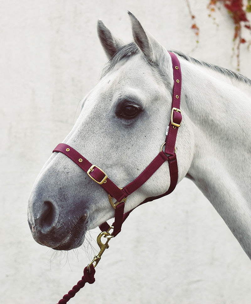 Economy Web Headcollar