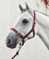 Economy Web Headcollar
