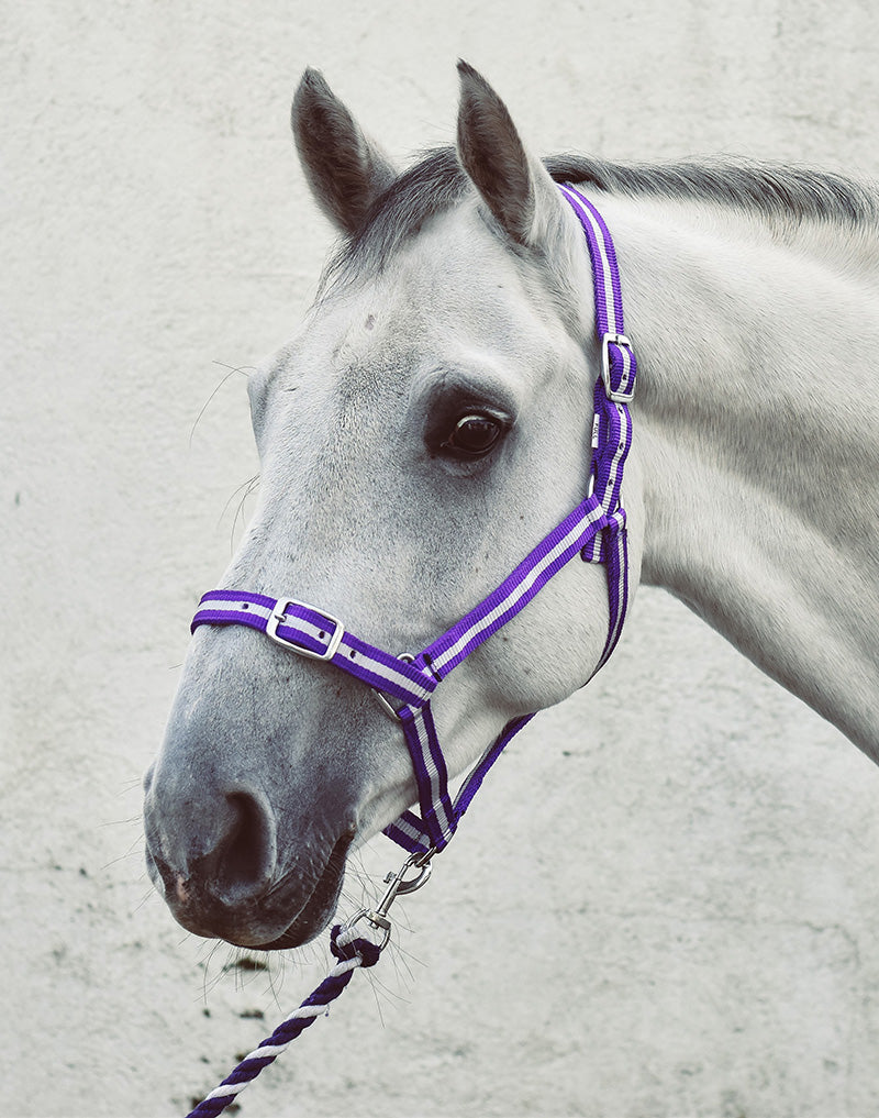 Economy Headcollar & Leadrope Set