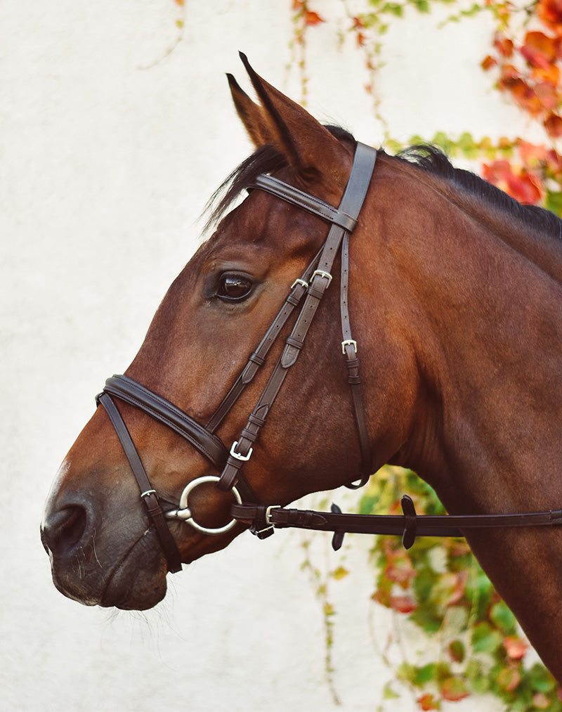 Equi-Sential Bridle
