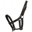 Mini Shetland Halter
