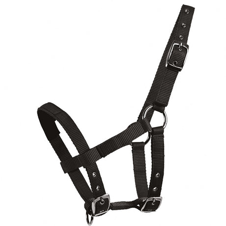 Mini Shetland Halter