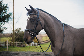 Mackey Legend Apollo Bridle