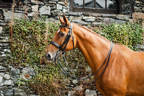 Mackey Classic Padded Flash Bridle
