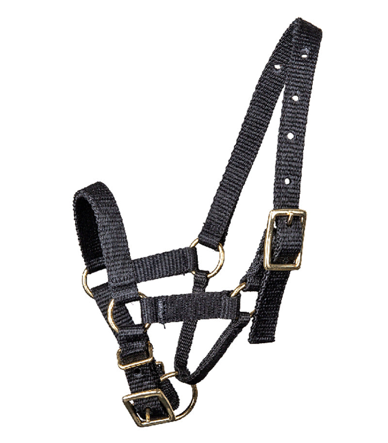 Alpaca halter