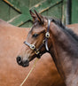 Equisential Leather Headcollar