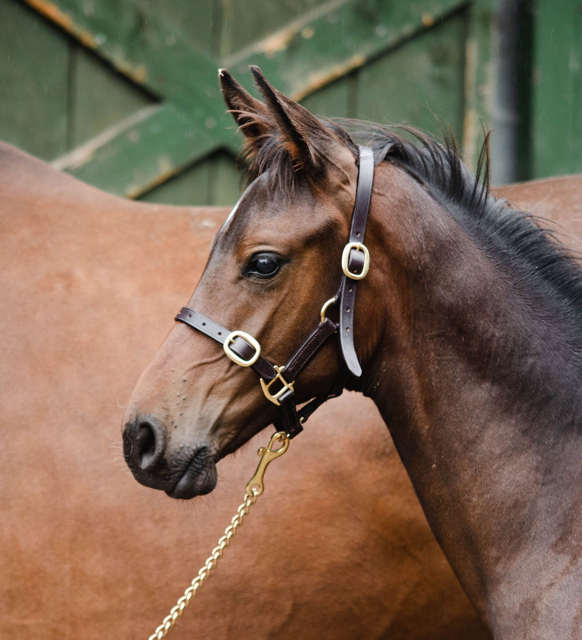 Equisential Leather Headcollar