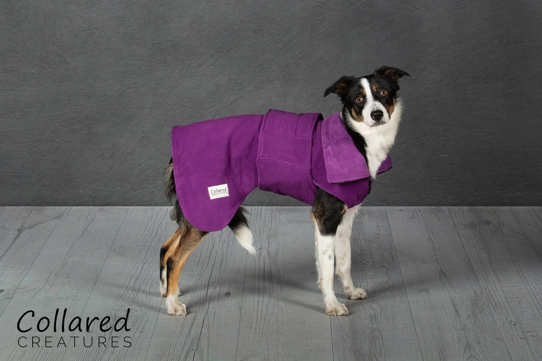 Collared Creatures Dog Drying Coat - Purple - 40cm