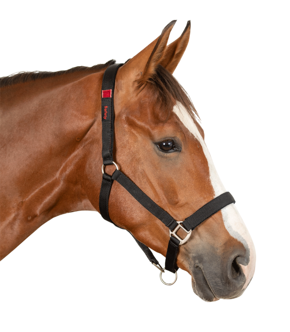 Safety Halter