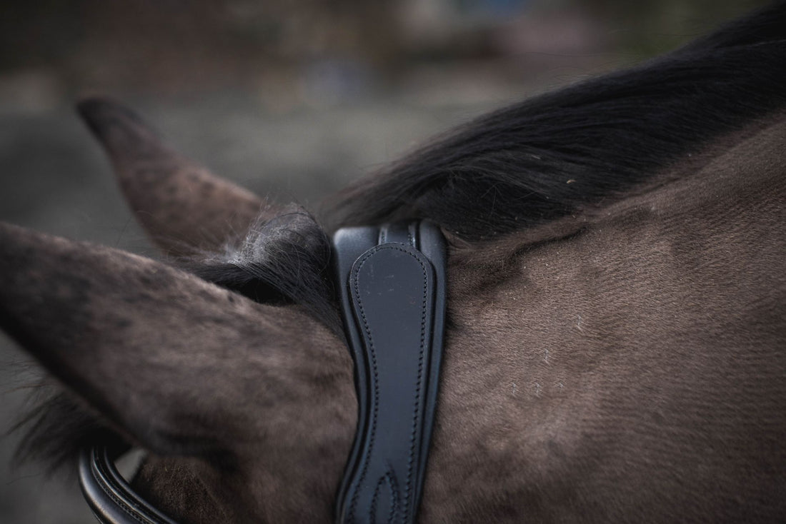 Legend Apollo Headpiece - Black - Pony