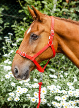 Economy Headcollar & Leadrope Set