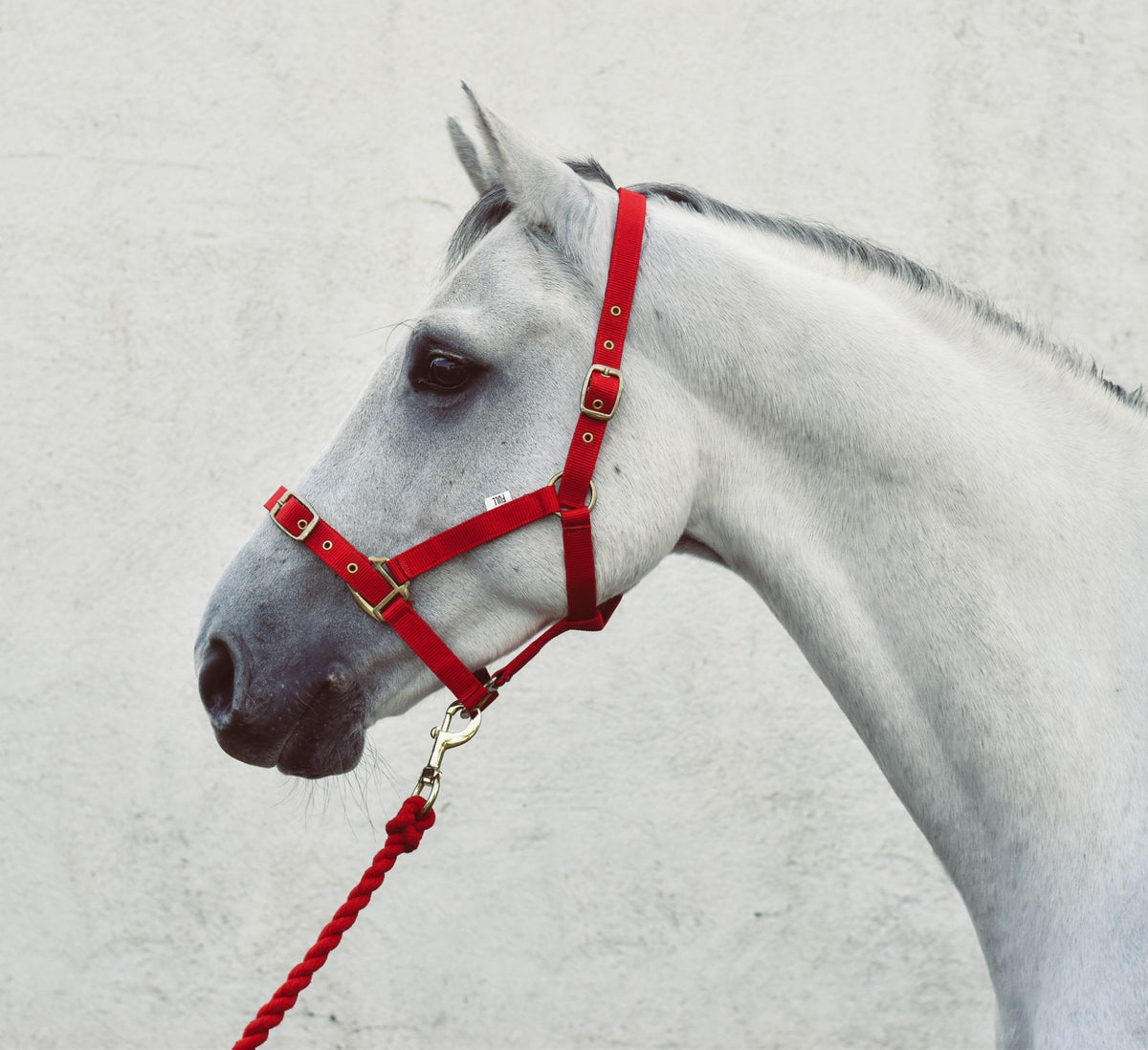 Economy Web Headcollar