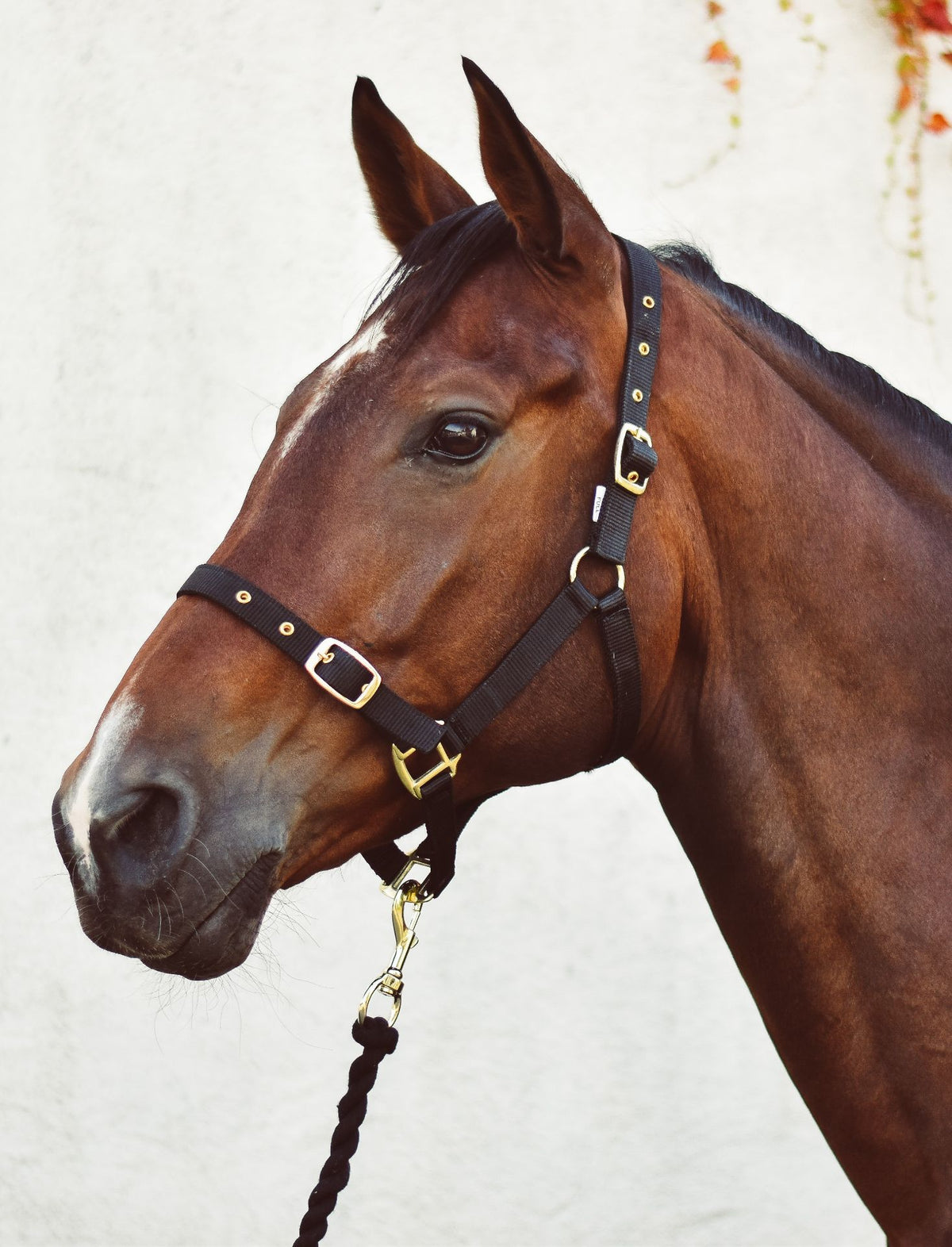 Economy Web Headcollar