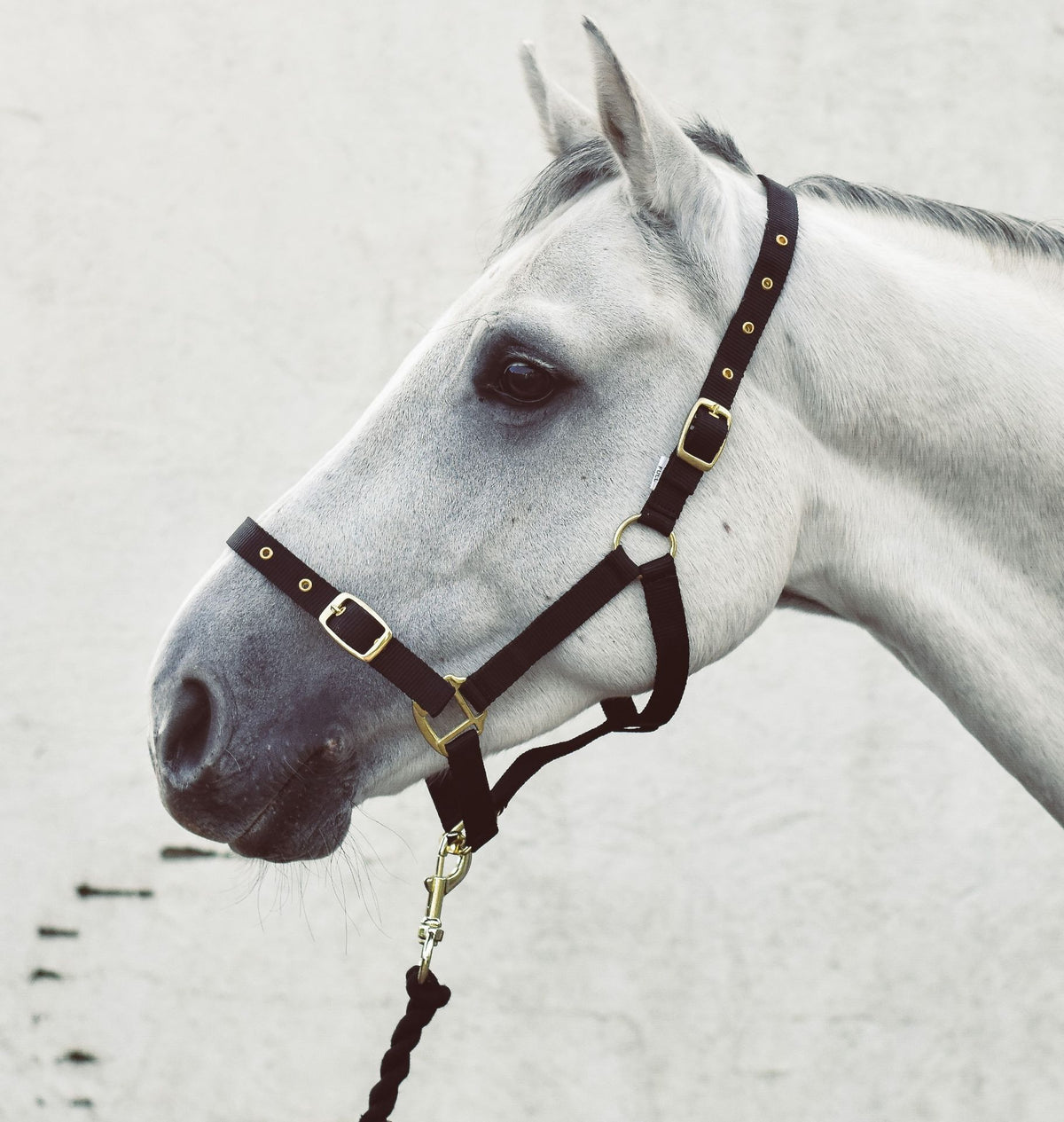 Economy Web Headcollar