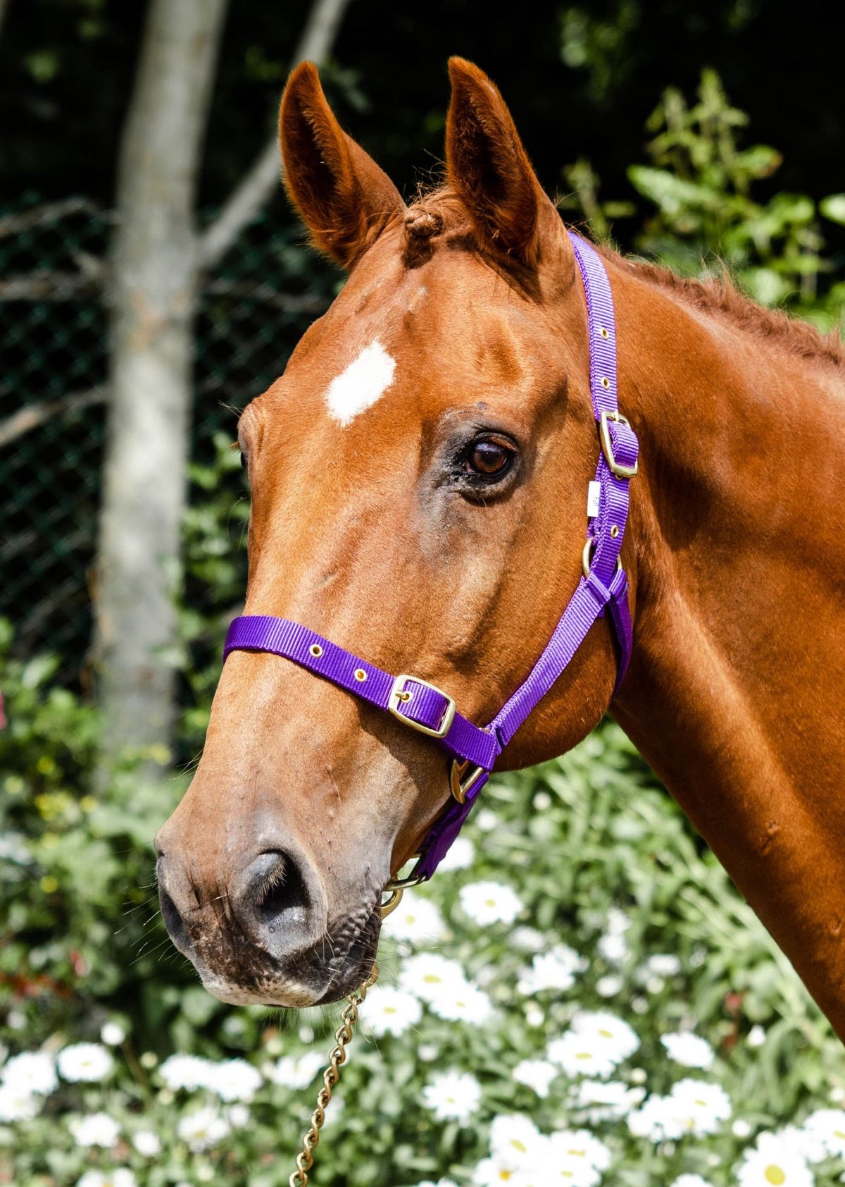 Economy Web Headcollar