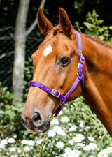 Economy Web Headcollar