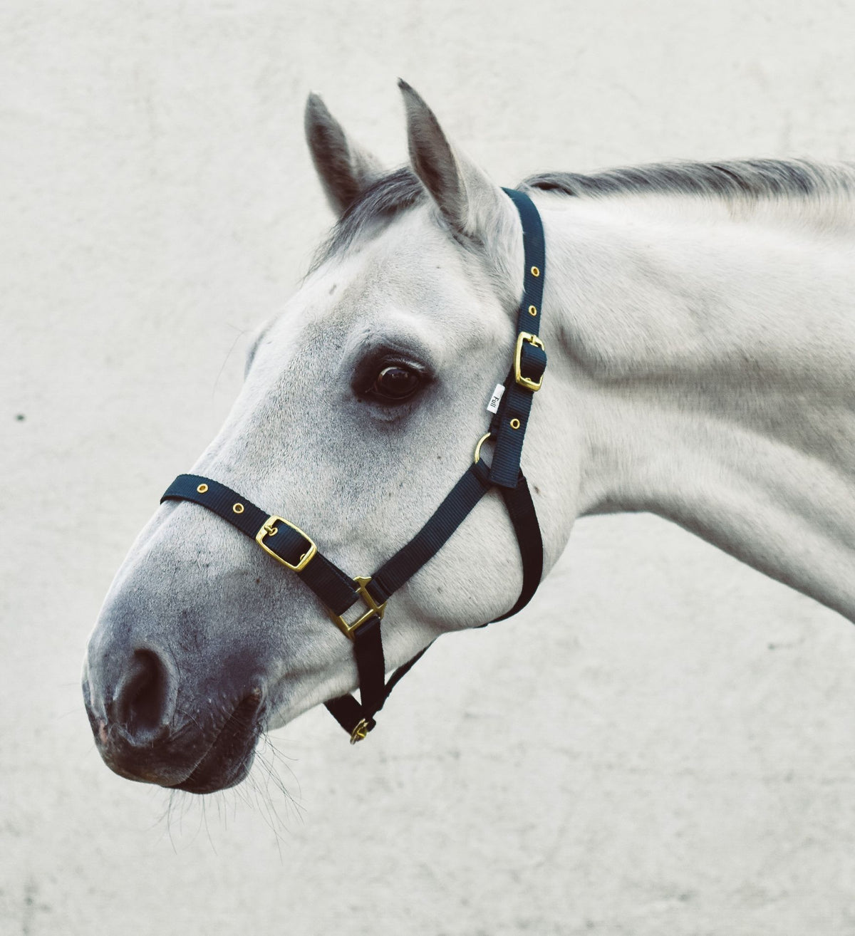 Economy Web Headcollar