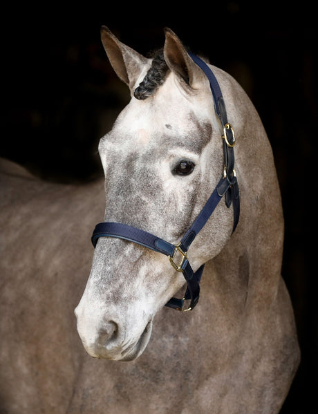 Mackey Safety Headcollar