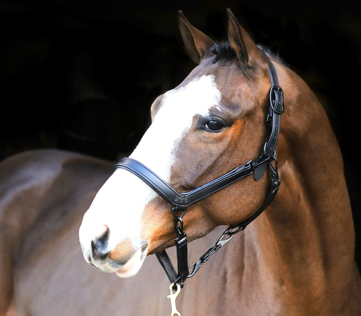 Liveryman Clipping Halter - Black
