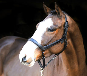 Liveryman Clipping Halter - Black